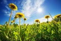Field with dandelions and blue sky Royalty Free Stock Photo