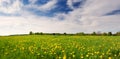 Field with dandelions and blue sky Royalty Free Stock Photo