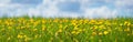 Field with dandelions and blue sky