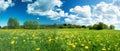 Field with dandelions and blue sky Royalty Free Stock Photo