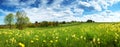 Field with dandelions and blue sky Royalty Free Stock Photo