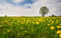 Field with dandelions and blue sky Royalty Free Stock Photo