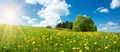 Field with dandelions and blue sky Royalty Free Stock Photo