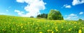 Field with dandelions and blue sky Royalty Free Stock Photo