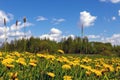 Field of dandelions,blue sky and sun Royalty Free Stock Photo