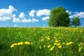 Field with dandelions and blue sky Royalty Free Stock Photo