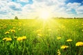 Field with dandelions and blue sky Royalty Free Stock Photo