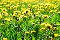 Field of dandelions