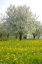 field with dandelions and cherry tree blossom, spring season in