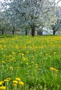 field with dandelions and cherry tree blossom, spring season in fruit orchards in Haspengouw agricultural region in Belgium, Royalty Free Stock Photo