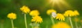 Field with dandelions. Closeup of yellow spring flowers Royalty Free Stock Photo