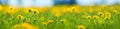 Field with dandelions. Closeup of yellow spring flowers Royalty Free Stock Photo