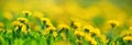 Field with dandelions. Closeup of yellow spring flowers Royalty Free Stock Photo