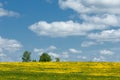 Field of dandelions Royalty Free Stock Photo