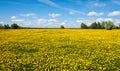 Field of dandelions Royalty Free Stock Photo