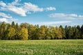 Field of dandelions at the edge of the spring forest, spring in karelia, nature background or banner