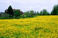 Field of dandelions on a summer day Royalty Free Stock Photo