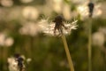 Field of Dandelions 17 Royalty Free Stock Photo