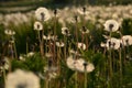 Field of Dandelions 18 Royalty Free Stock Photo