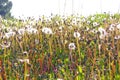 Field of dandelions Royalty Free Stock Photo