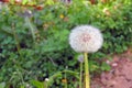 Field of dandelions Royalty Free Stock Photo