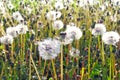 Field of dandelions Royalty Free Stock Photo