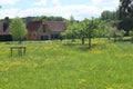 A field of dandelions in front of some old outbuildings on an English country estate Royalty Free Stock Photo