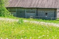 A field with dandelions in front of a wooden barn Royalty Free Stock Photo