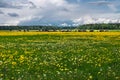 Field with dandelions and grazing cows Royalty Free Stock Photo