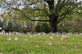 Field of dandelions with old tree Royalty Free Stock Photo