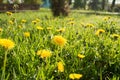 Field of dandelions in the park Royalty Free Stock Photo