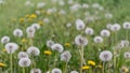 Field with dandelions in selective focus Royalty Free Stock Photo