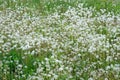 A field of dandelions in spring. Royalty Free Stock Photo