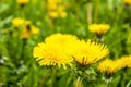 a field of dandelions. spring flowers.