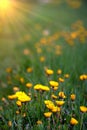 field with Dandelions at sunset, spring and nature theme Royalty Free Stock Photo