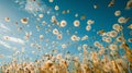 Field of dandelions under a clear blue sky. seeds blowing in the wind. ephemeral, delicate nature scene. perfect for