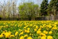 Field of dandelions Royalty Free Stock Photo