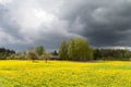 Field of dandelions. Royalty Free Stock Photo