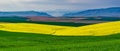 Winter Wheat and Blooming Canola 2 Royalty Free Stock Photo