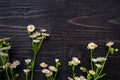 Field delicate flowers on a dark wooden background