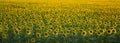 A field of densely planted sunflower is a good yellow-green background. Royalty Free Stock Photo