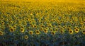 A field of densely planted sunflower is a good yellow-green background. Royalty Free Stock Photo