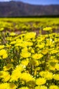 Field of Desert Dandelions Malacothrix glabrata blooming in Anza Borrego Desert State Park during a spring super bloom, San Royalty Free Stock Photo