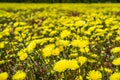 Field of Desert Dandelions Malacothrix glabrata blooming in Anza Borrego Desert State Park during a spring super bloom, San Royalty Free Stock Photo