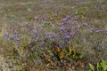 Field desert dried flowers multicolored purple