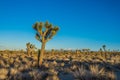 Field of Desert Joshua Trees