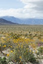 Field of desert sunflowers blooming in a valley