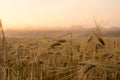 Field and dewdrops. Fog and treeline. Royalty Free Stock Photo