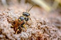 Field Digger Wasp. Mellinus arvensis a Solitary Digger Wasp_2