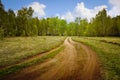 Field dirt road going into the spring birch forest. Natural landscape